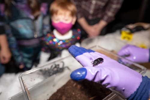 Large insect on a gloved hand being shown to Museum visitors