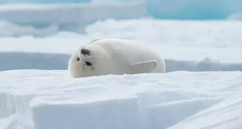 Artic seal lying on its back on top of an ice floe