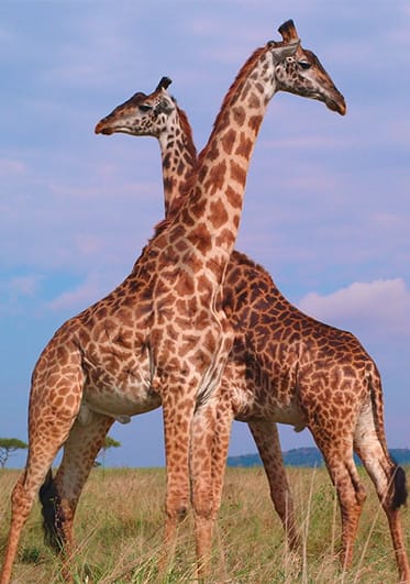 Two giraffes looking in opposite directions