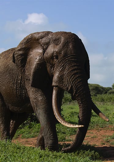 Elephant walking