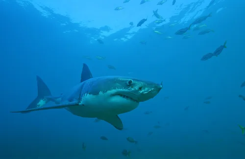 A great white shark in the underwater foreground with multiple fish nearby
