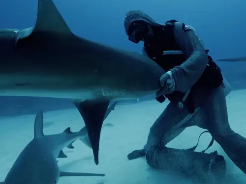 Diver underwater holding a shark while working to remove embedded fishhook