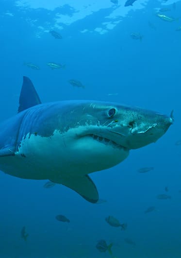 A great white shark in the underwater foreground with multiple fish nearby