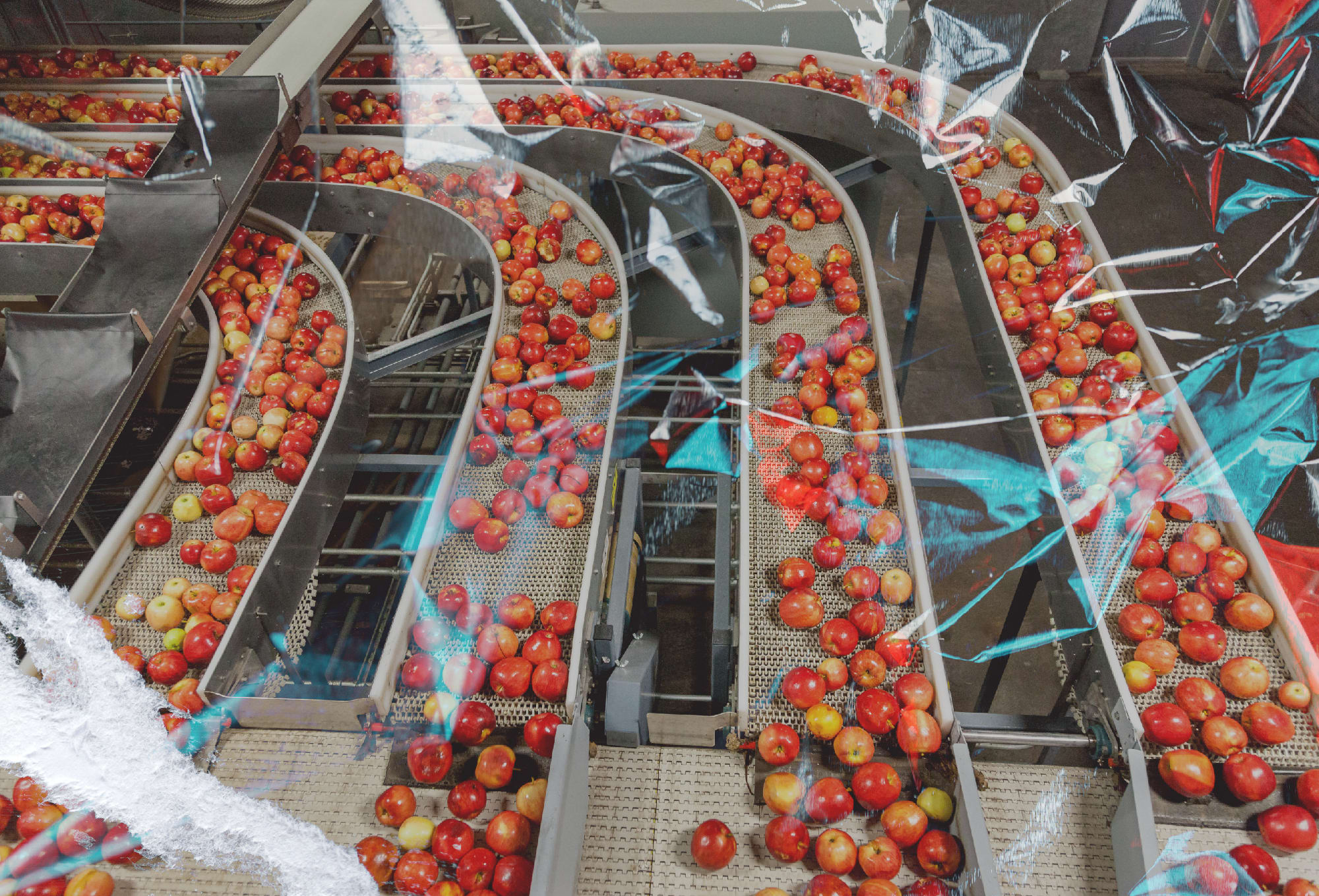 four conveyor belts full of apples